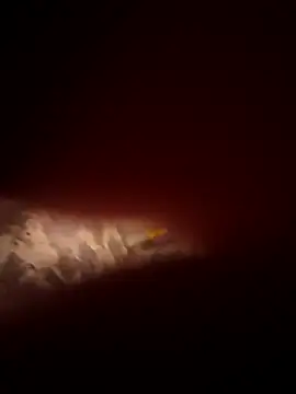 Novin23cms's cam snapshot