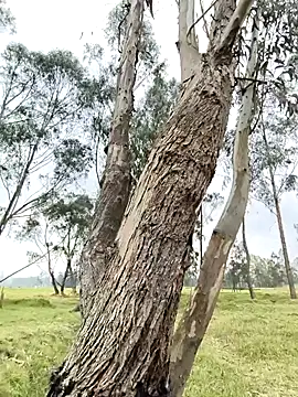 Thomasjons_ live sex cam