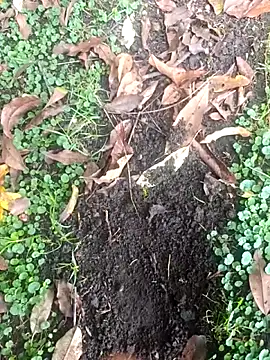 ScarlettParker's cam snapshot