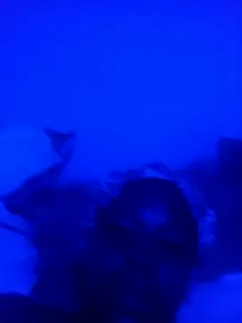 CurvyCutiexx3's cam snapshot