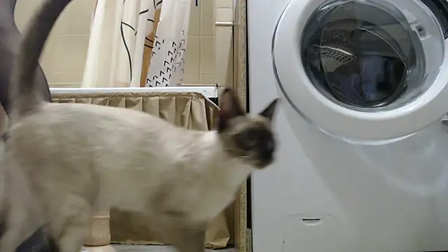 StasyACXinK live sex cam