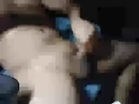 Chavivito live sex cam