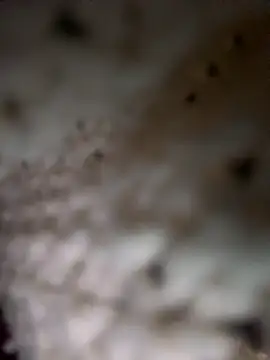 eveangelll's cam snapshot