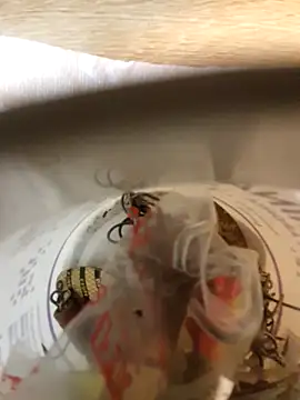 BobZlasu's cam snapshot