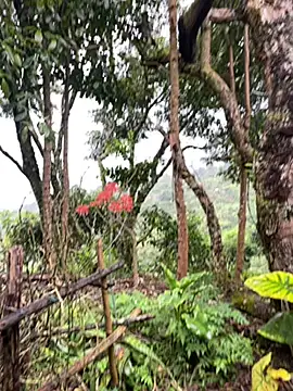 sky-wolves live sex cam