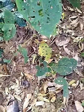 desi_alpha_boy live sex cam