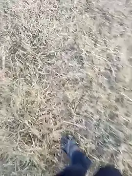 dolphiinn live sex cam