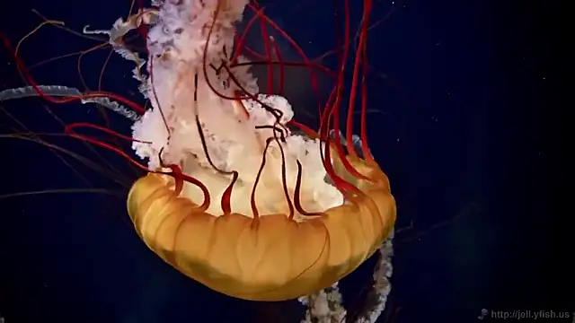 streamy_test15's cam snapshot