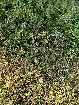 dolphiinn's cam snapshot