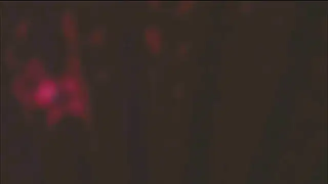 Sweet_Allan live sex cam