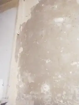 Forest-Lady's cam snapshot