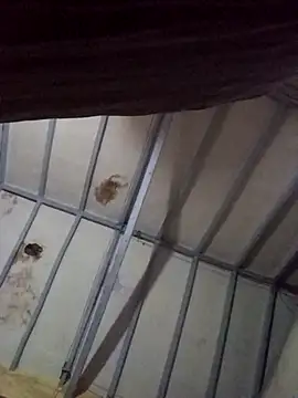 hairy_mannn live sex cam