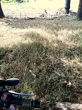 dolphiinn live sex cam