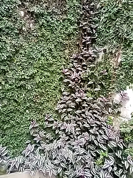 Luna_Rishii's cam snapshot