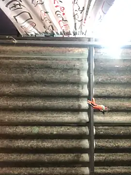 fran777775 live sex cam