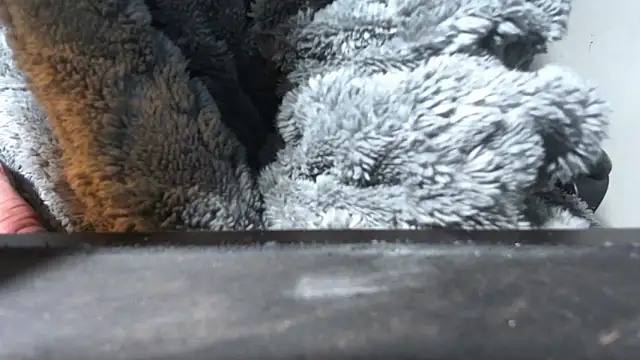 RickStone51 live sex cam