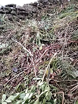 PhamPm70's cam snapshot