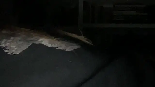 dddasani's cam snapshot