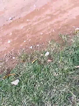 Black-mamba-madingo live sex cam