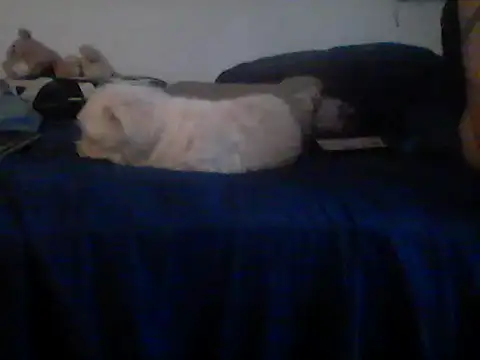 Silencio26's cam snapshot