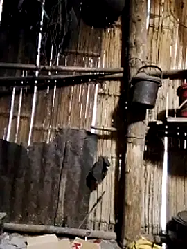 doggy-00's cam snapshot