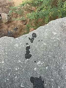 goodboyTelugu live sex cam