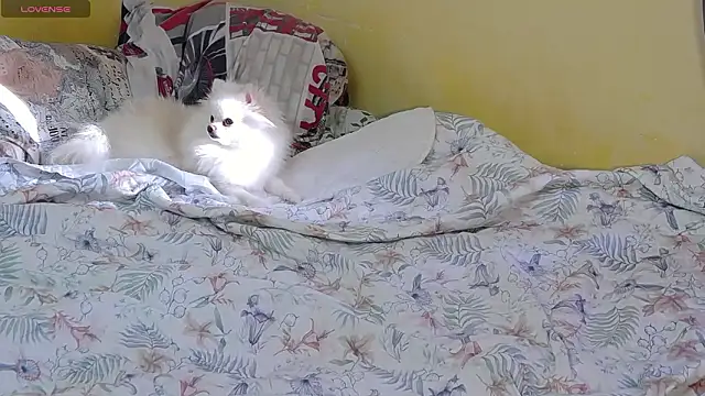 CindyJonson live sex cam