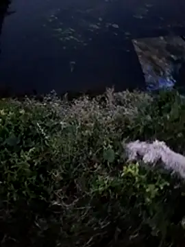 dolphiinn live sex cam