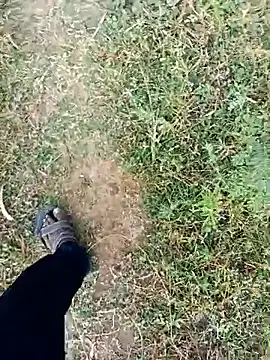 dolphiinn live sex cam