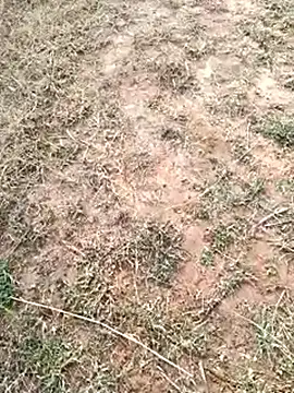 dolphiinn's cam snapshot