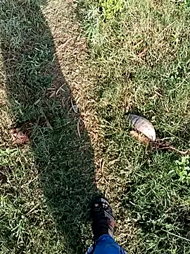 dolphiinn live sex cam