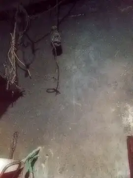 Hoa-tuylip live sex cam