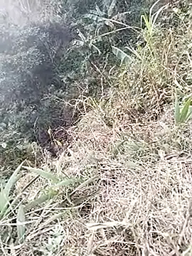 neko-nancy's cam snapshot