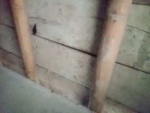 Hoa-tuylip's cam snapshot