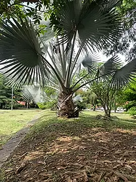 ray_long222's cam snapshot