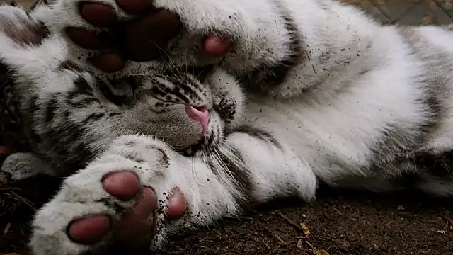 MagicKatarina_'s cam snapshot