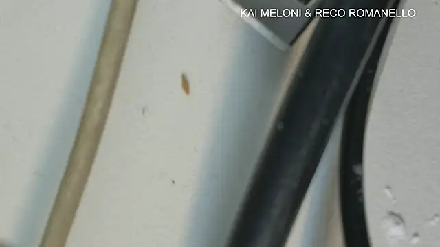 kaimeloni live sex cam