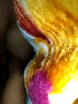 Raj-rajendri__sexy24's cam snapshot