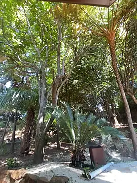 xXXSexyamazon live sex cam