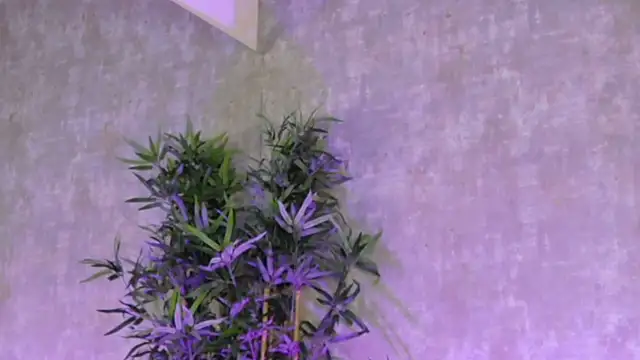 AmisRayy's cam snapshot