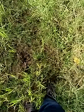 dolphiinn live sex cam