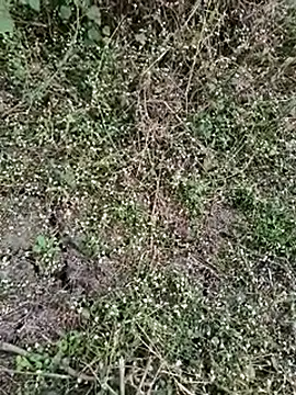 himvilohi08 live sex cam