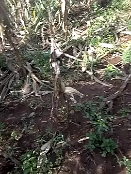 Sherry_she's cam snapshot