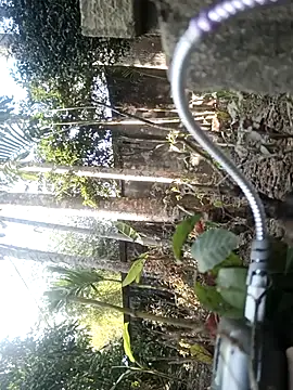 StripchatAssam93 live sex cam