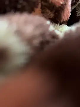 Horny__daddy0's cam snapshot