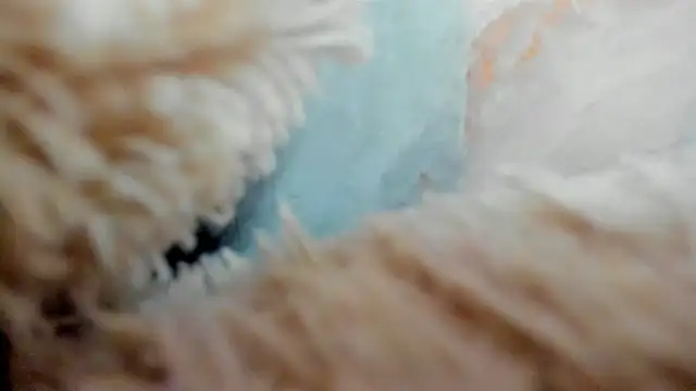 Lianngrace live sex cam