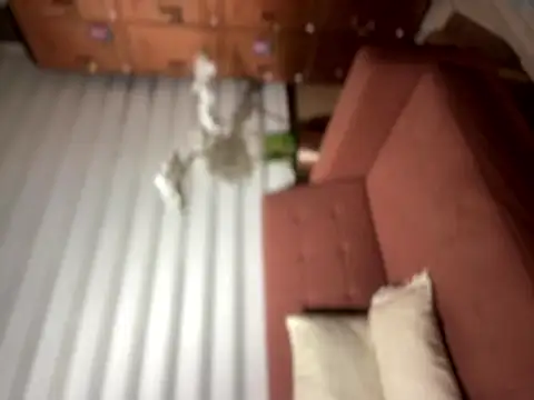 ArianaDominguez_Pink's cam snapshot