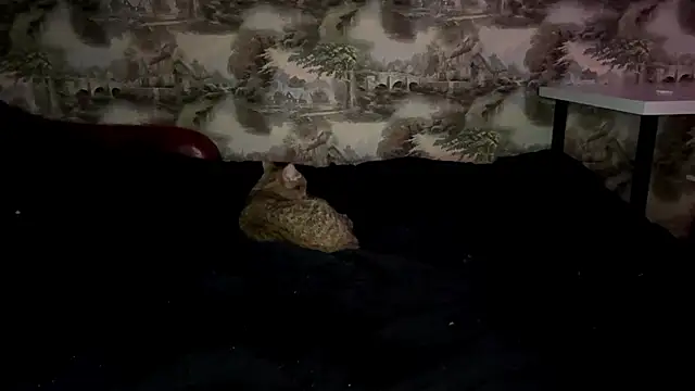 annicefeel's cam snapshot