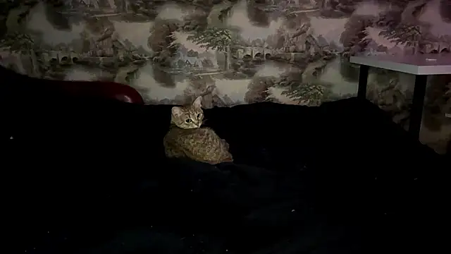 annicefeel's cam snapshot