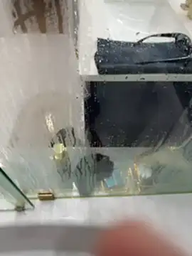 carlospingalinda live sex cam